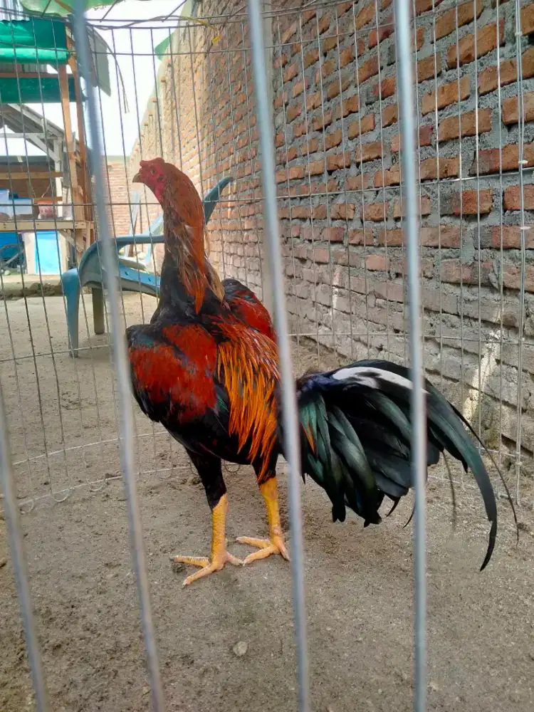 Ayam Siam Trah Birma
