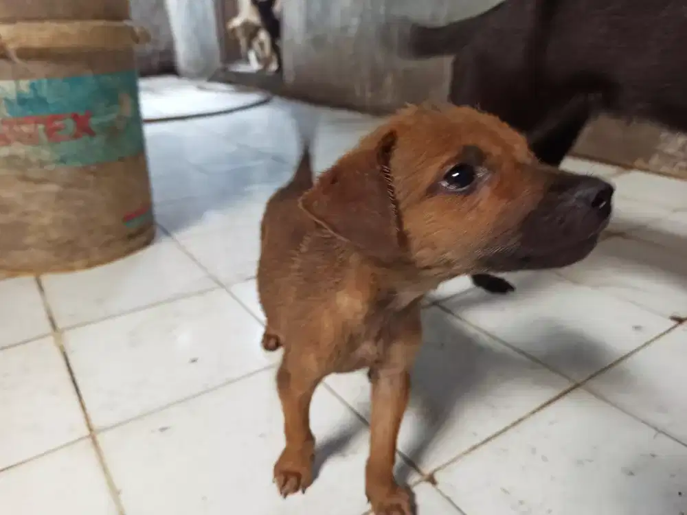 Mix anakan Golden