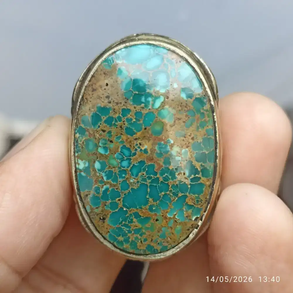Pirus persia jumbo