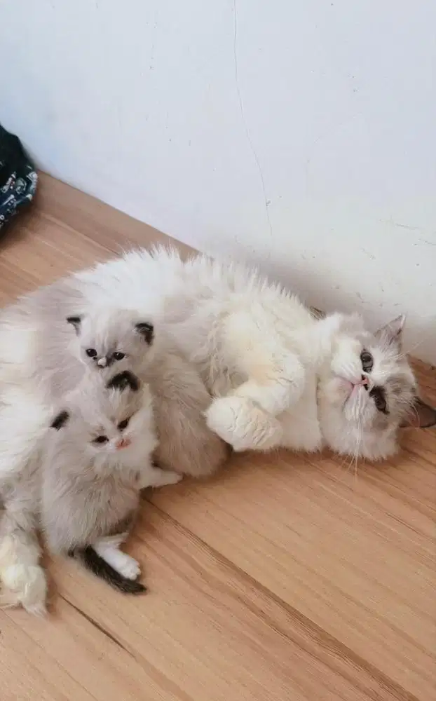 Ragdoll betina 2 tahun dan 3 kitten 1 bulan