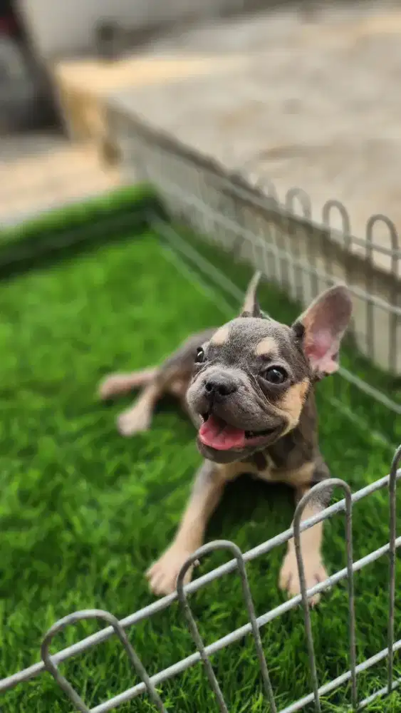 French bulldog jantan exotic