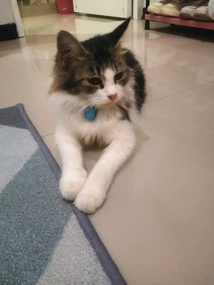 Kucing turuman Ras
