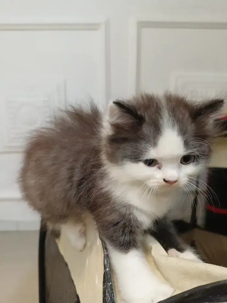 Open adopsi kucing Persia bapaknya picnoos