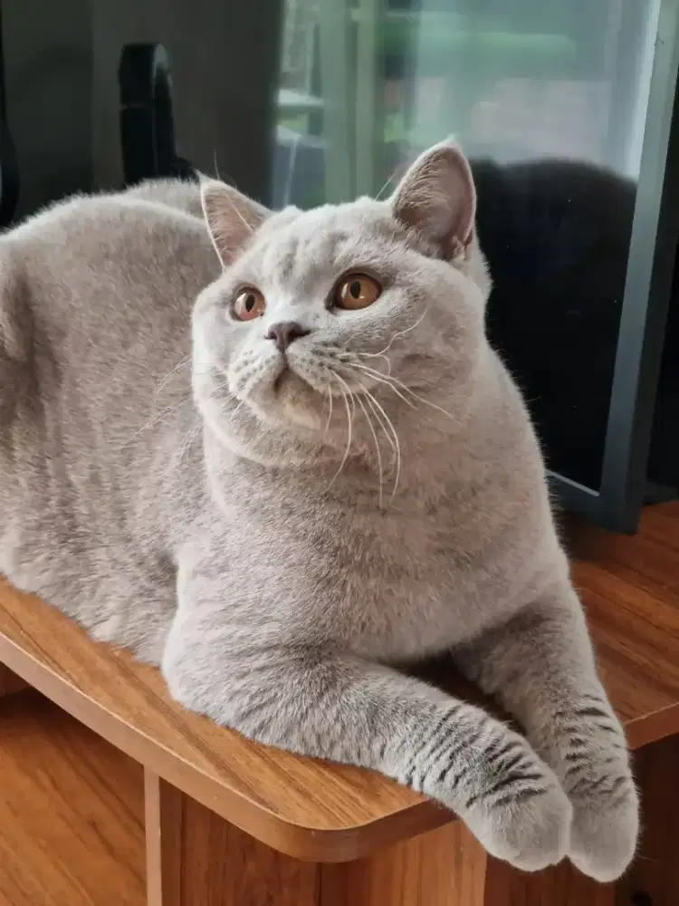British shorthair Lilac 12 bulan sedang hamil sama bsh cinamon