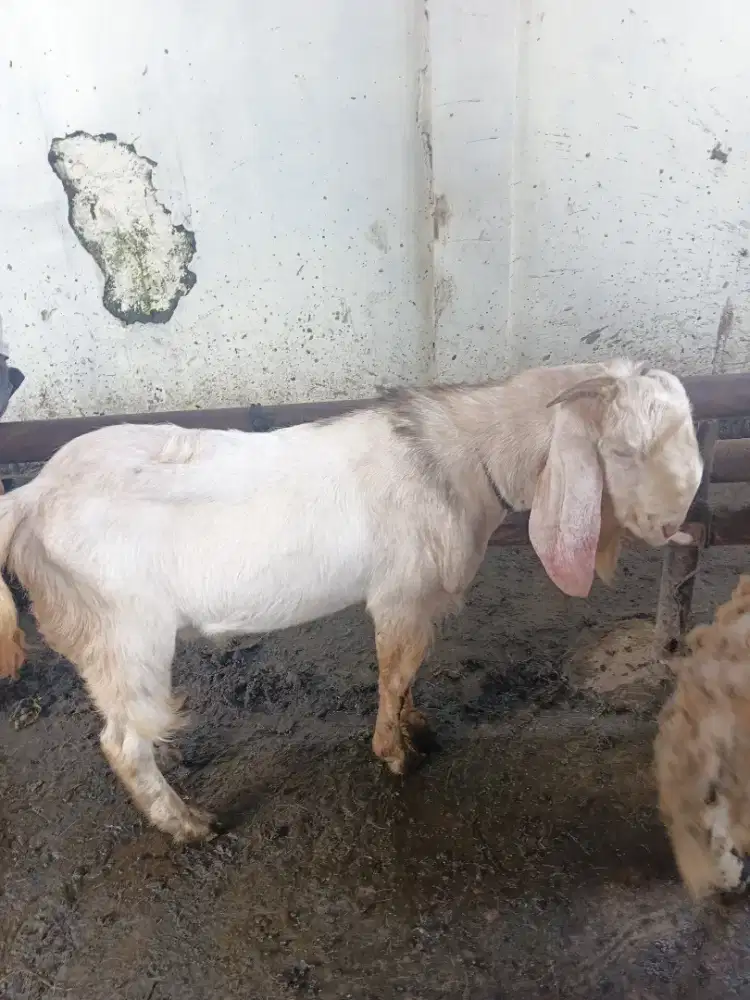 Kambing jawa qurban