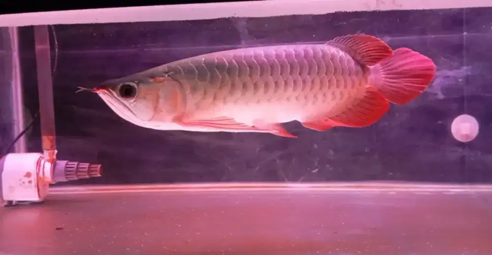 Arwana super red 34 cm