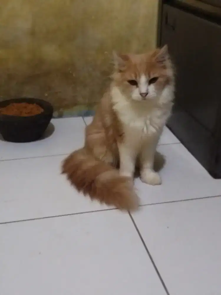 Dijual kucing persia