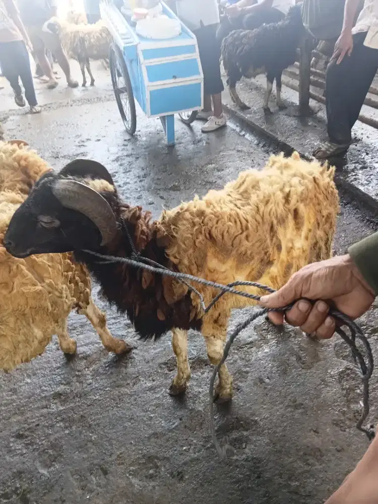 Domba untuk qurban