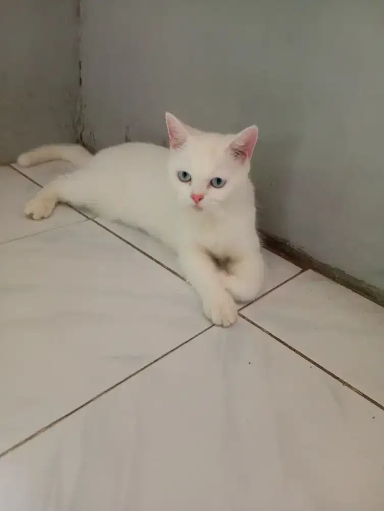 NS PROVEN WHITE SOLID