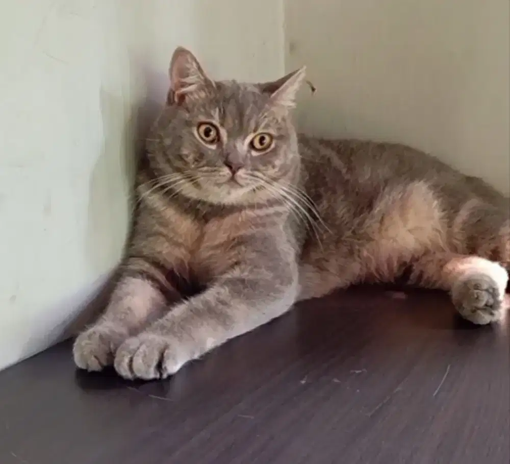 BSH SILVER TABBY JAGO KIMPOY
