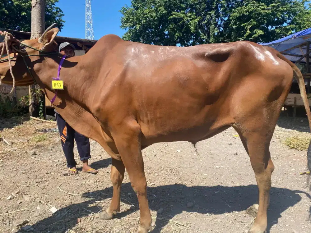 Sapi Kurban Gratis Jagal