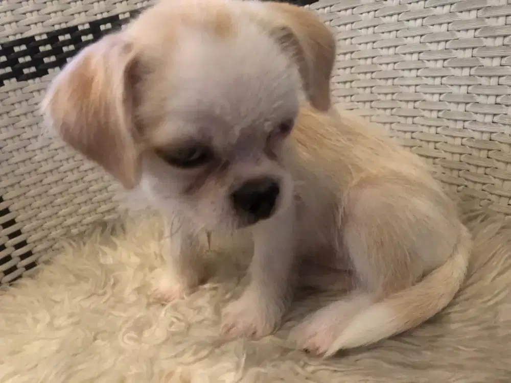 Anjing mungil ciwawa betina