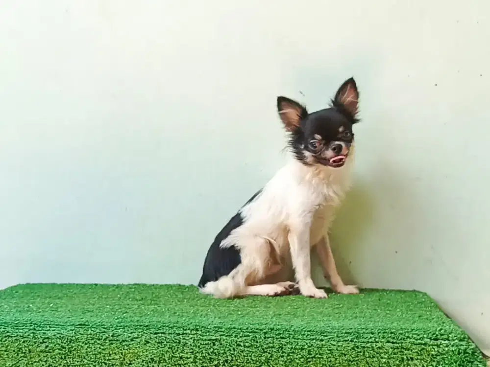 ANJING CIHUAHUA LONGHAIR  JANTAN REMAJA USIA 6 BULAN BLACK WHITE/ CHH