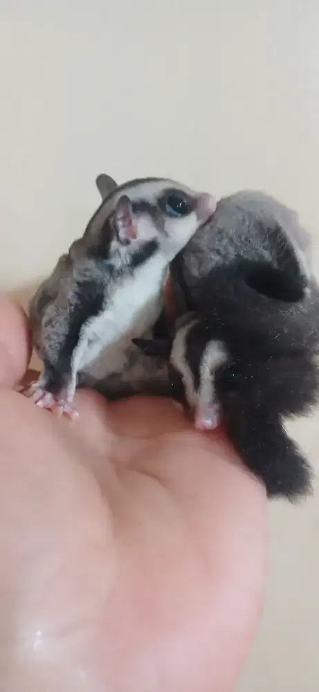 Sugar glider joey jantan