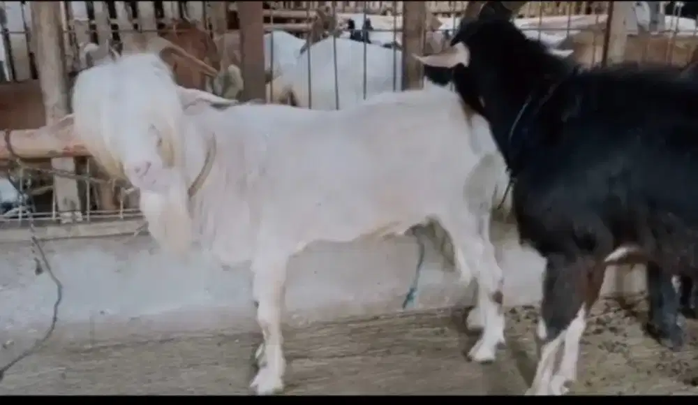 menjual hewan Qurban Kambing