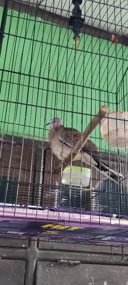 Derkuku lokal kuk 5.