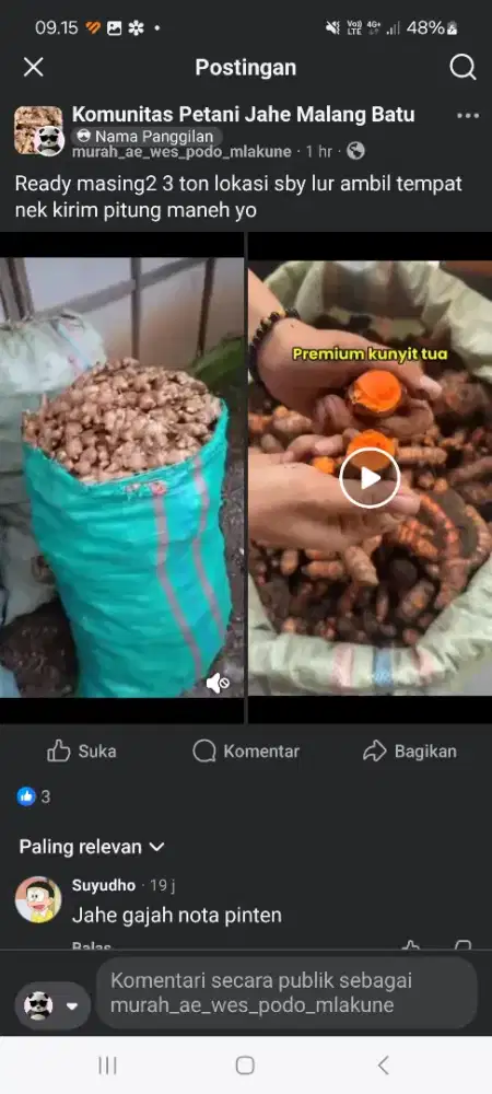 Kunyit jahe segar