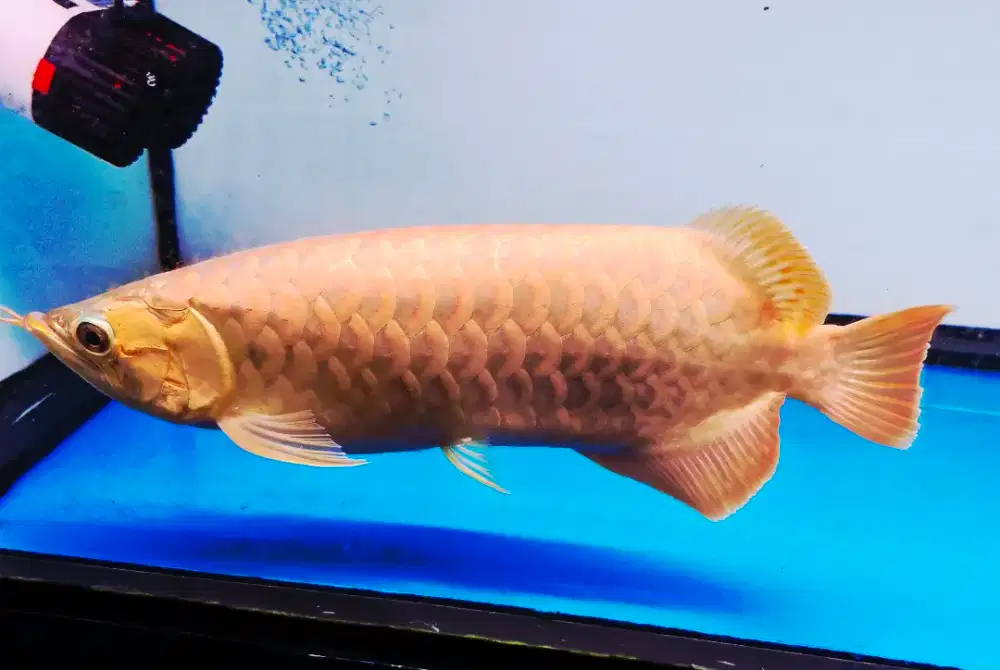 Ikan Arwana Super Red Sepauk