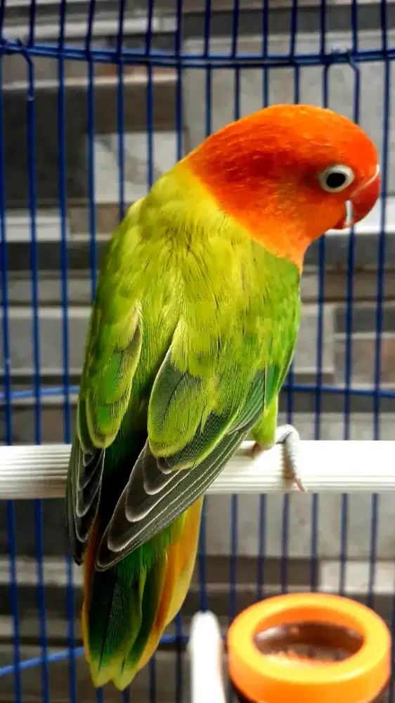 BURUNG LOVEBID JANTAN WARNA HIJAU CERAH DAN JRENG NGEKEK