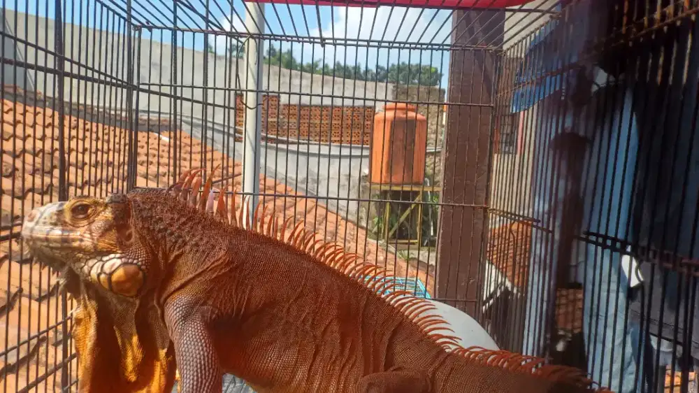 IGUANA JANTAN SUPER RED JUMBO