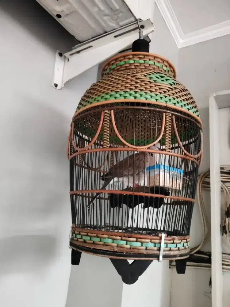 Jual burung sama kndang ya masi bagus buyi rajin matap