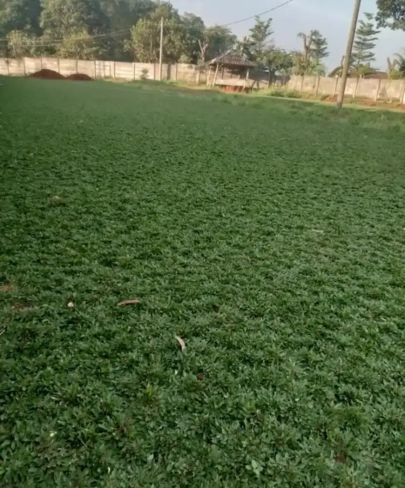 Jual rumput gajah mini dan rumput taman, atau rumput artificial