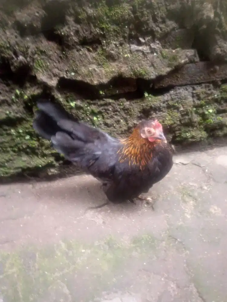 jual hias ayam Kate