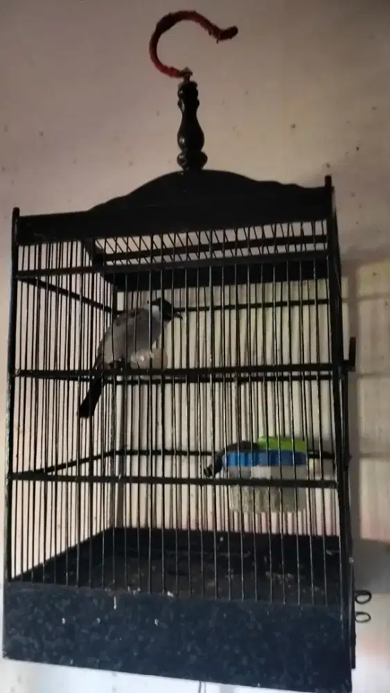 Burung kutilang gacor