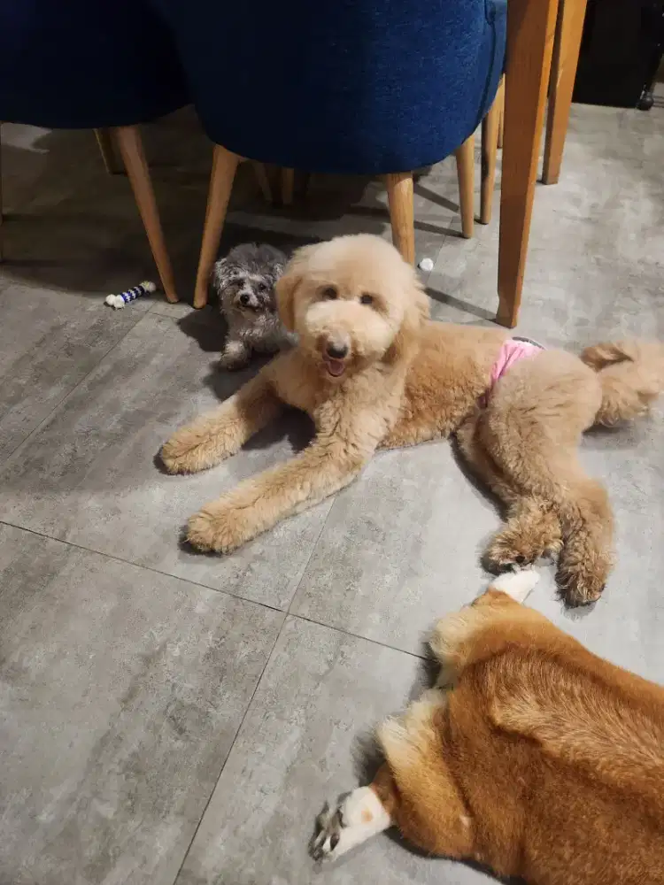 Giant Poodle Remaja betina