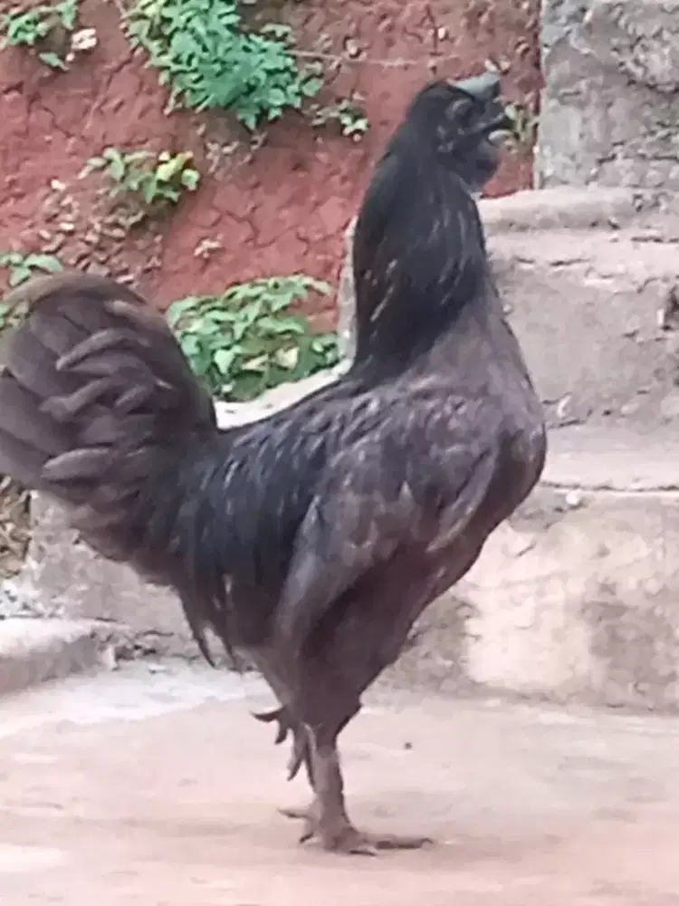 Ayam turunan cimani dan kapas