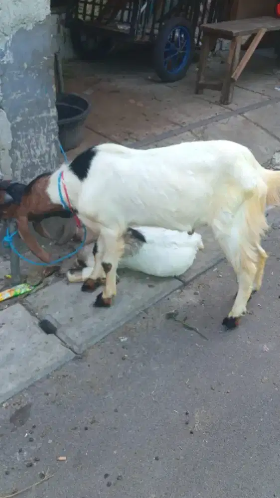 Kambing Qurban Samara Farm Tangsel