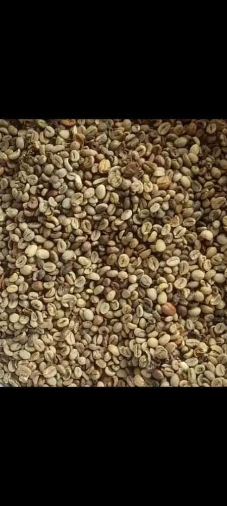 Kopi Robusta Bengkulu
