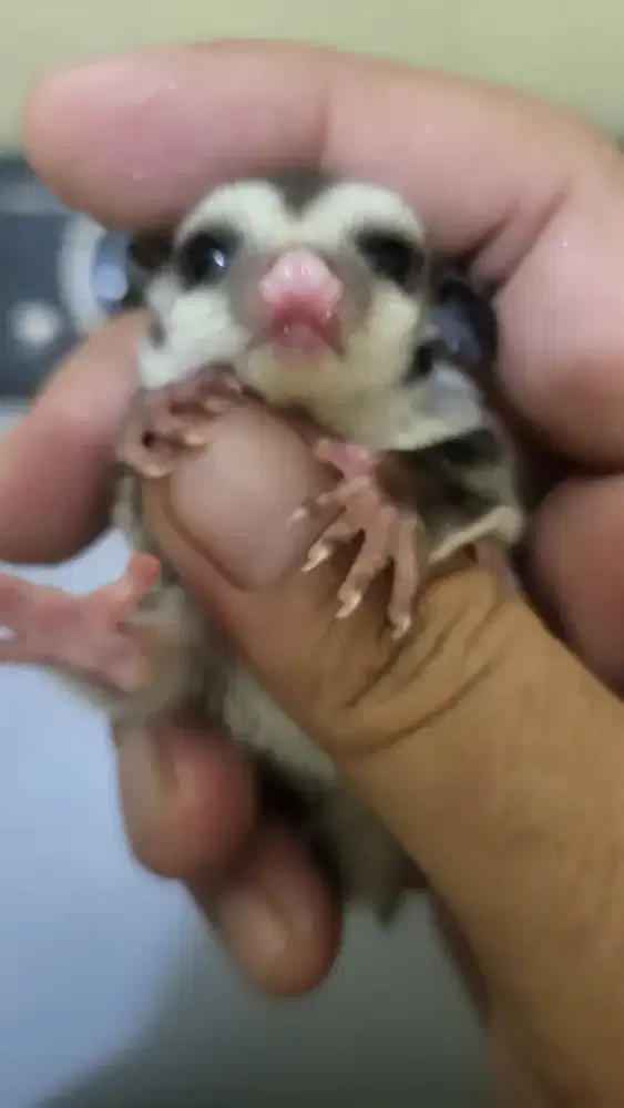 Sugar glider joey grey