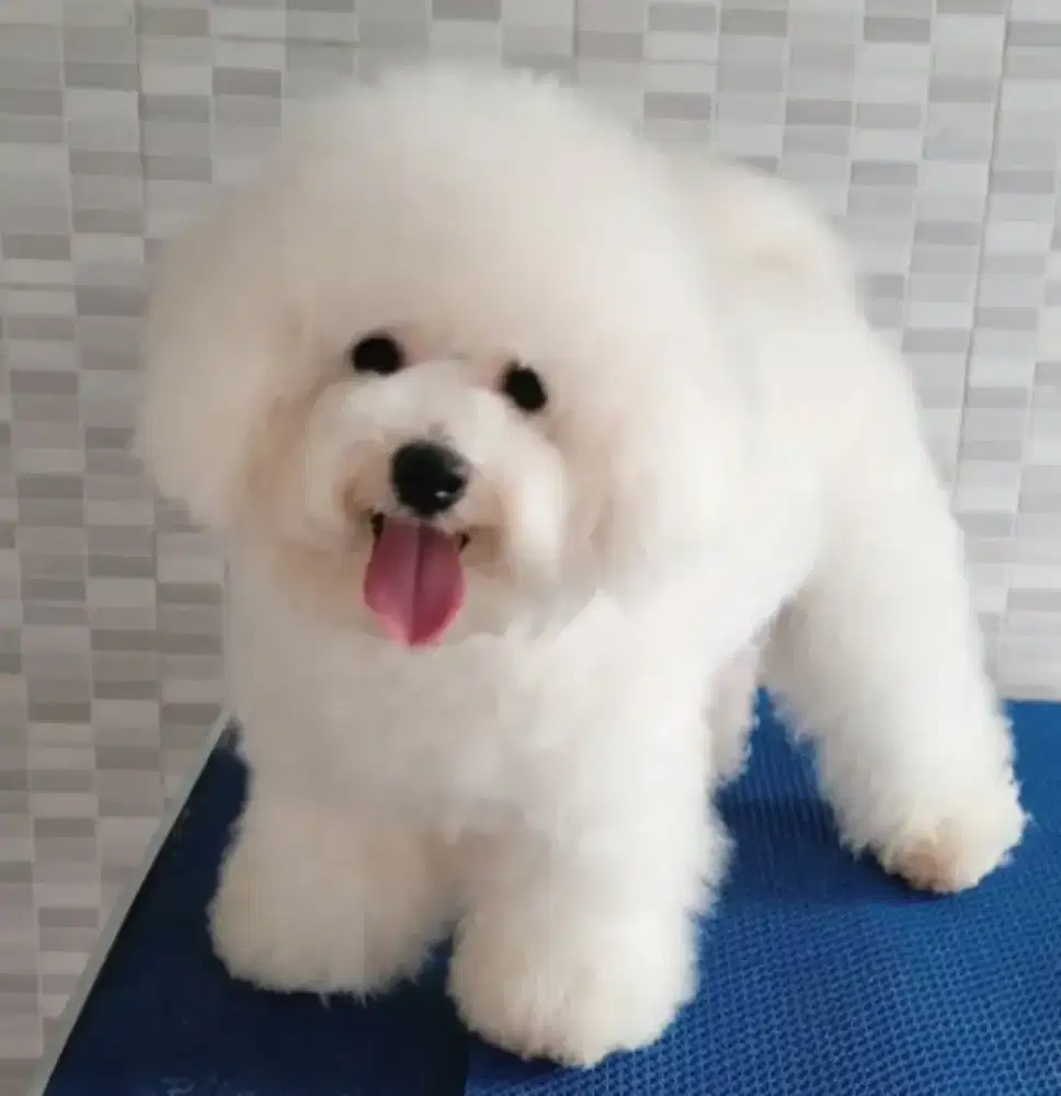 Bichon jantan untuk pacak