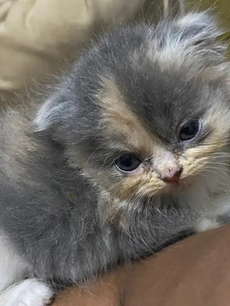 Kitten sctotish x bsh