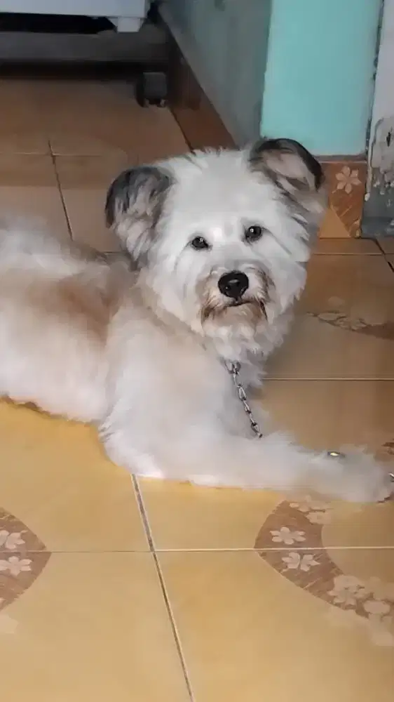 Anjing ras lucu dan bisa bt jaga rmh.
