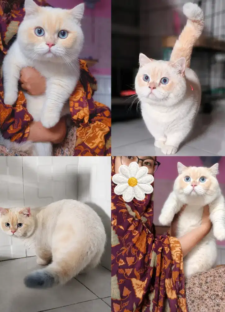 Kucing kitten munchkin bsh jantan top standart