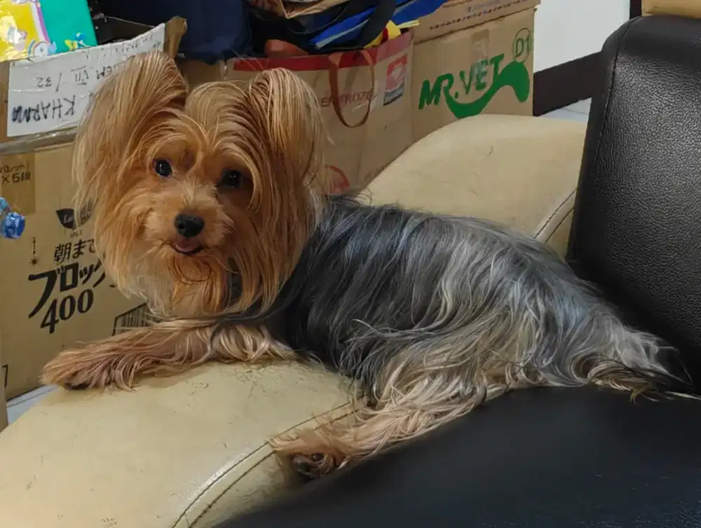 Open adopt bermahar Yorkshire Terrier Betina