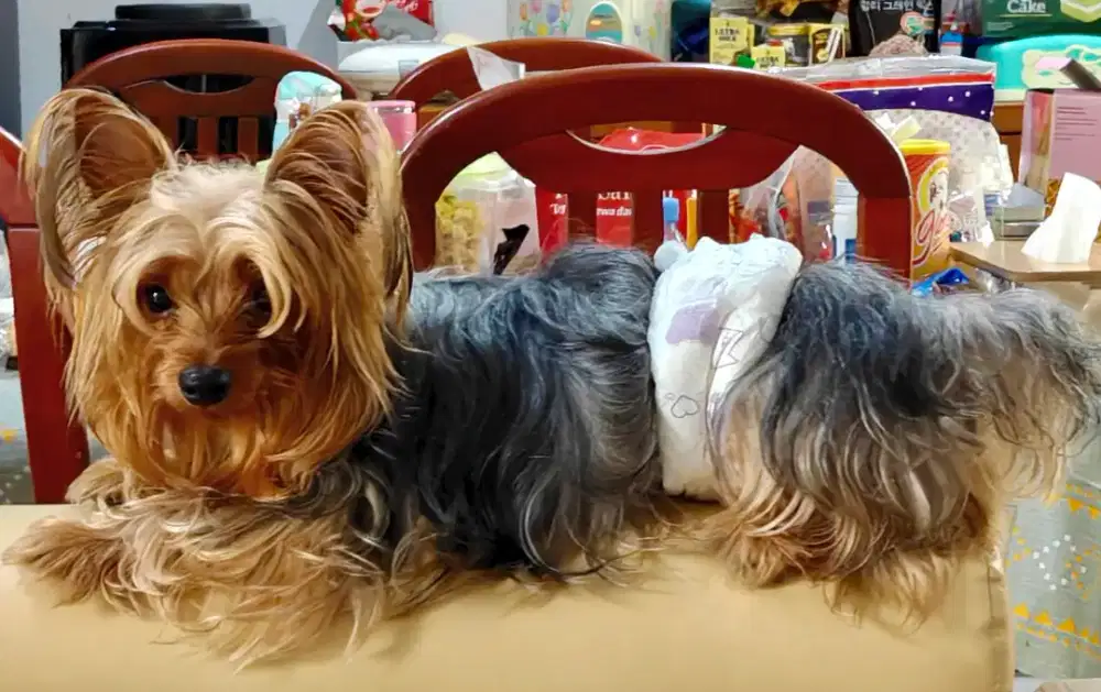 Open Adopt bermahar Yorkshire Terrier Jantan Dewasa