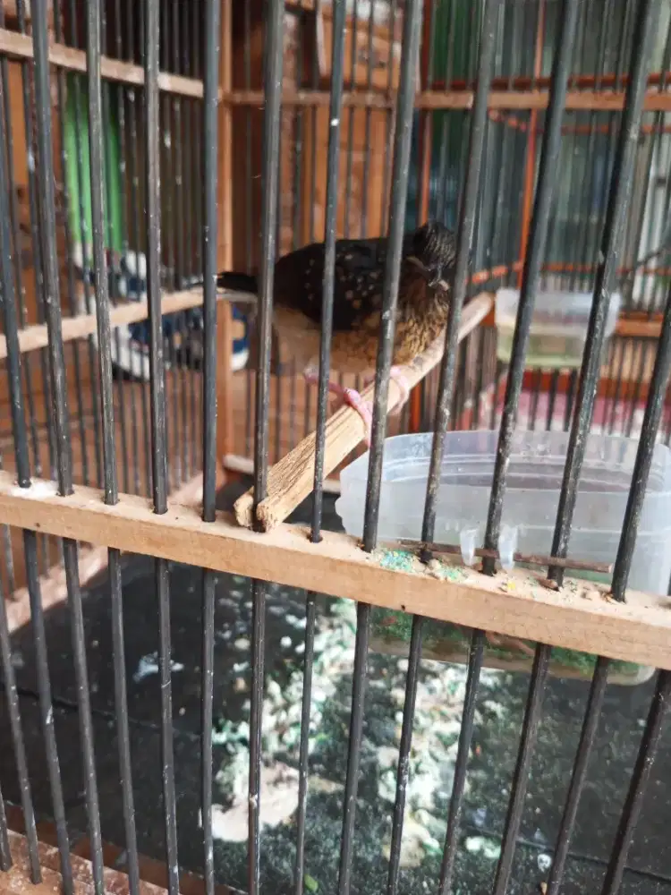 Murai trotol jantan