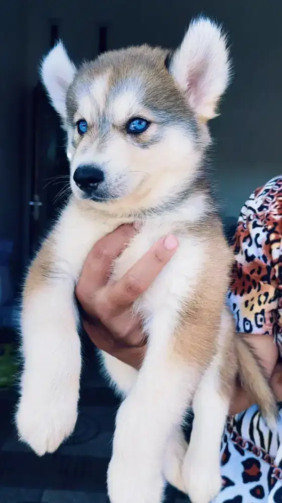 Siberian Husky Male Sable (rare colour)