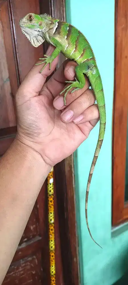 Iguana tobago hybrid green