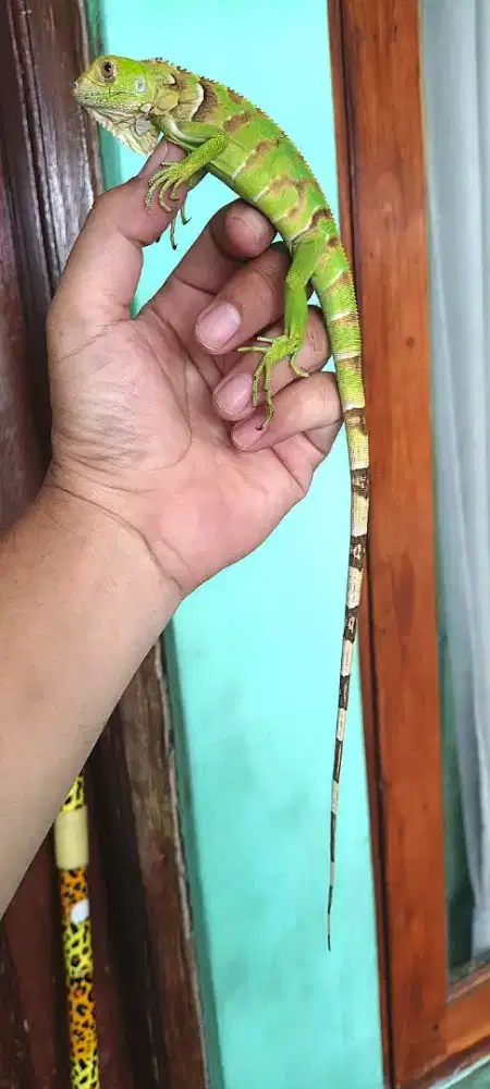 Tobago hybrid green 1