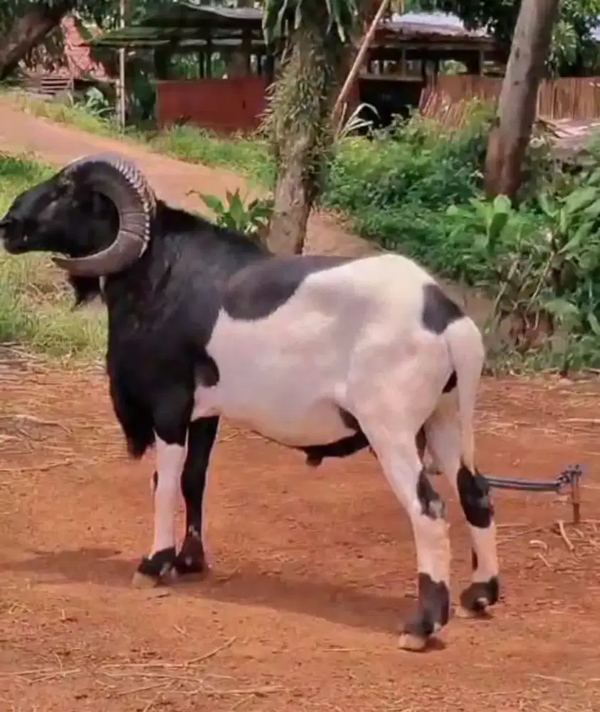 Domba qurban istimewa