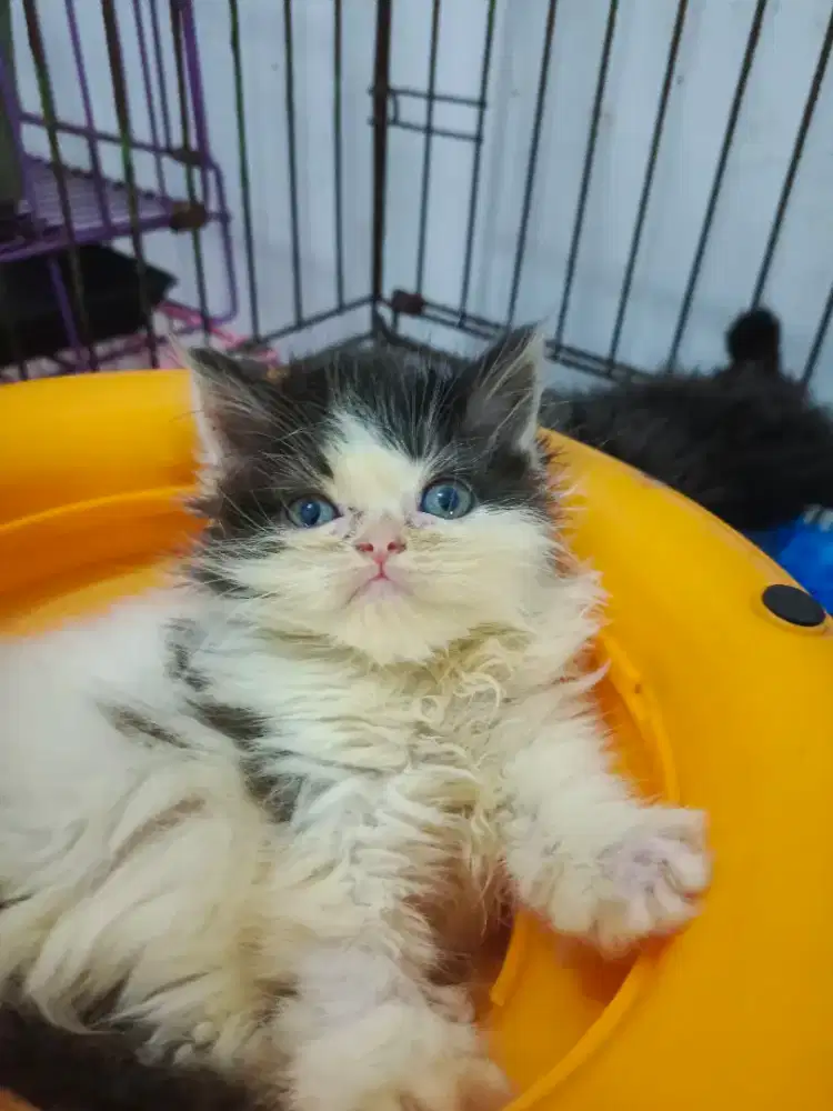 Mix breed   bsh