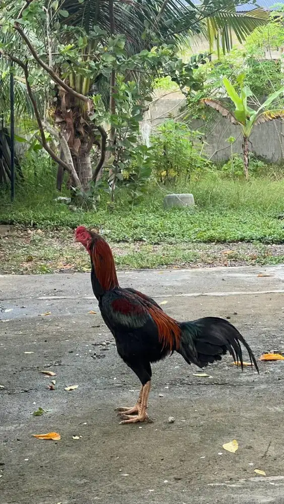 Ayam Jago Murah Meriah Petarung