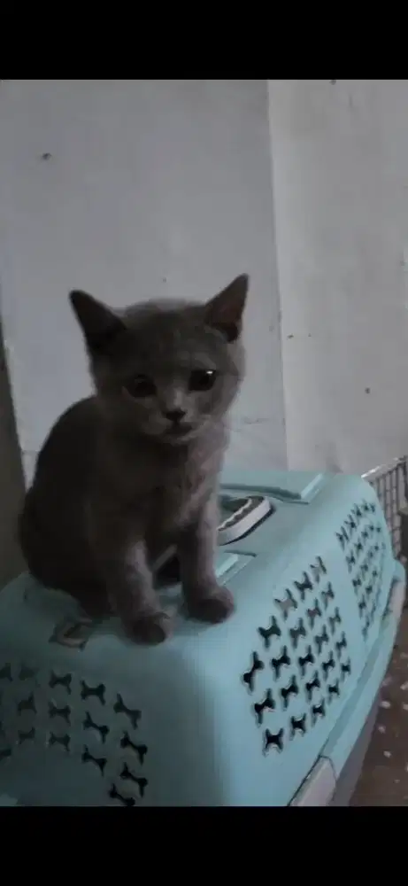 Lepas Adopt Kucing Kitten BSH british shorthair Jantan