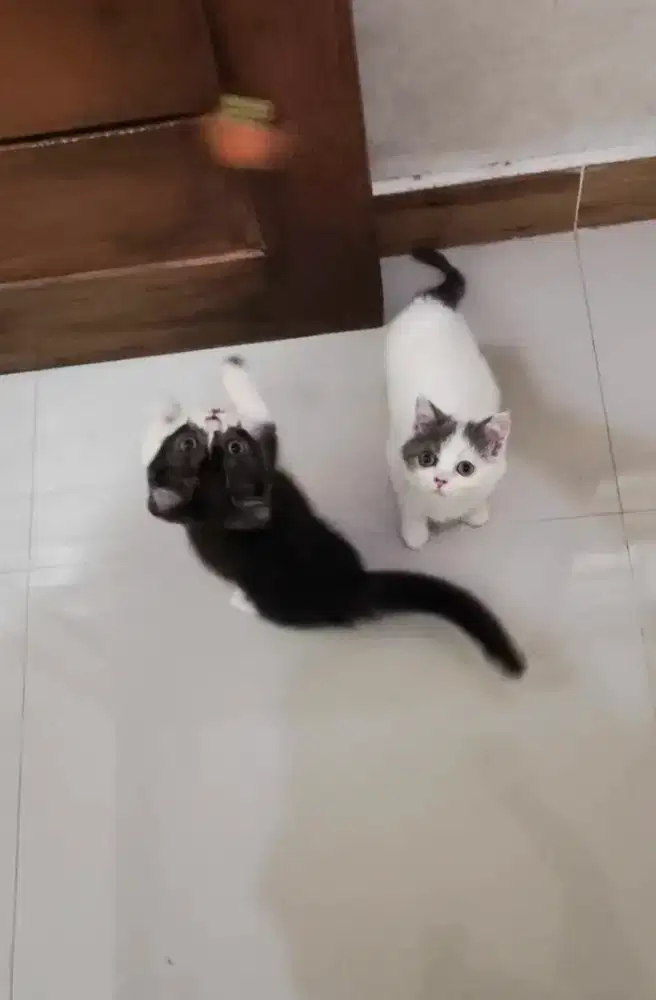 Kitten Bsh Scottish
