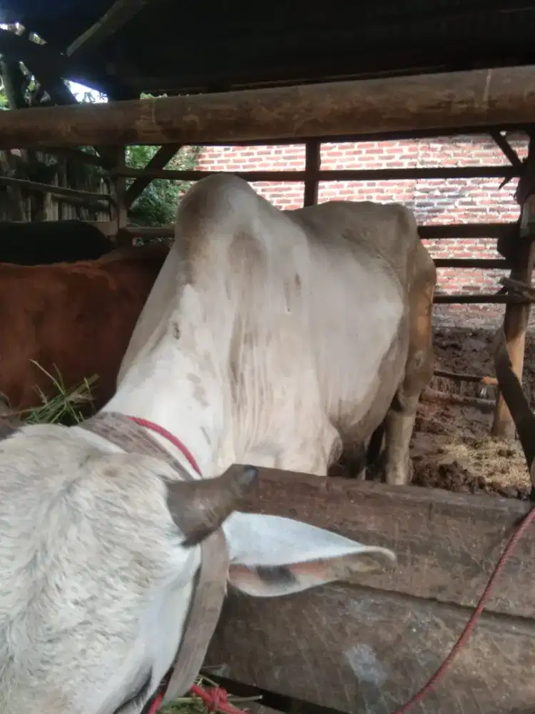 Sapi qurban jantan