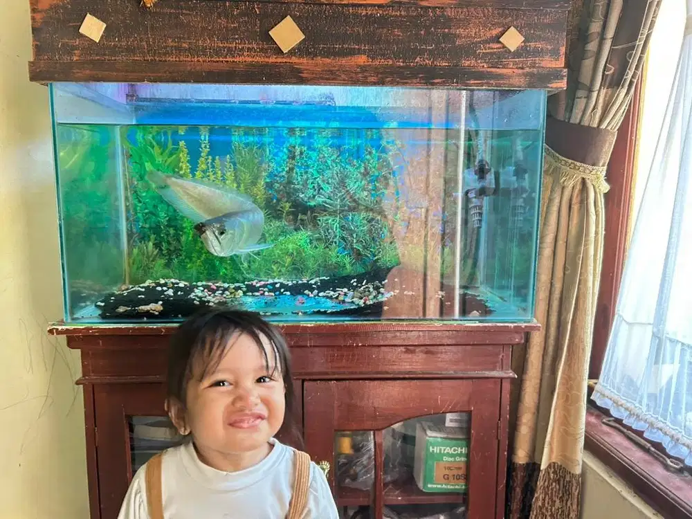 Ikan Arwana Silver + Aquarium
